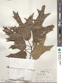 Quercus falcata image