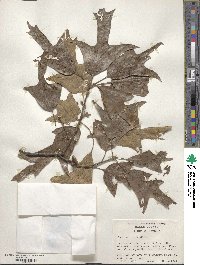 Quercus falcata image