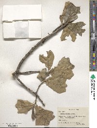 Quercus falcata image