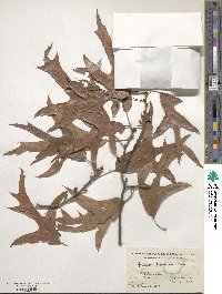 Quercus falcata image