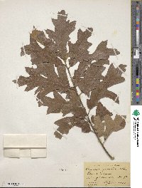 Quercus falcata image