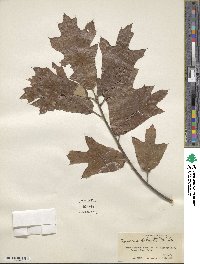 Quercus falcata image