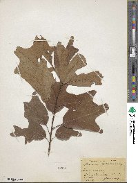 Quercus falcata image