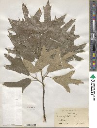 Quercus falcata image