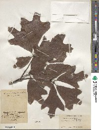 Quercus falcata image