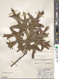 Quercus falcata image