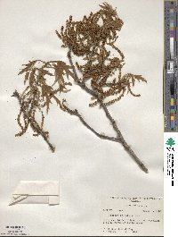 Quercus falcata image