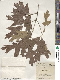 Quercus falcata image