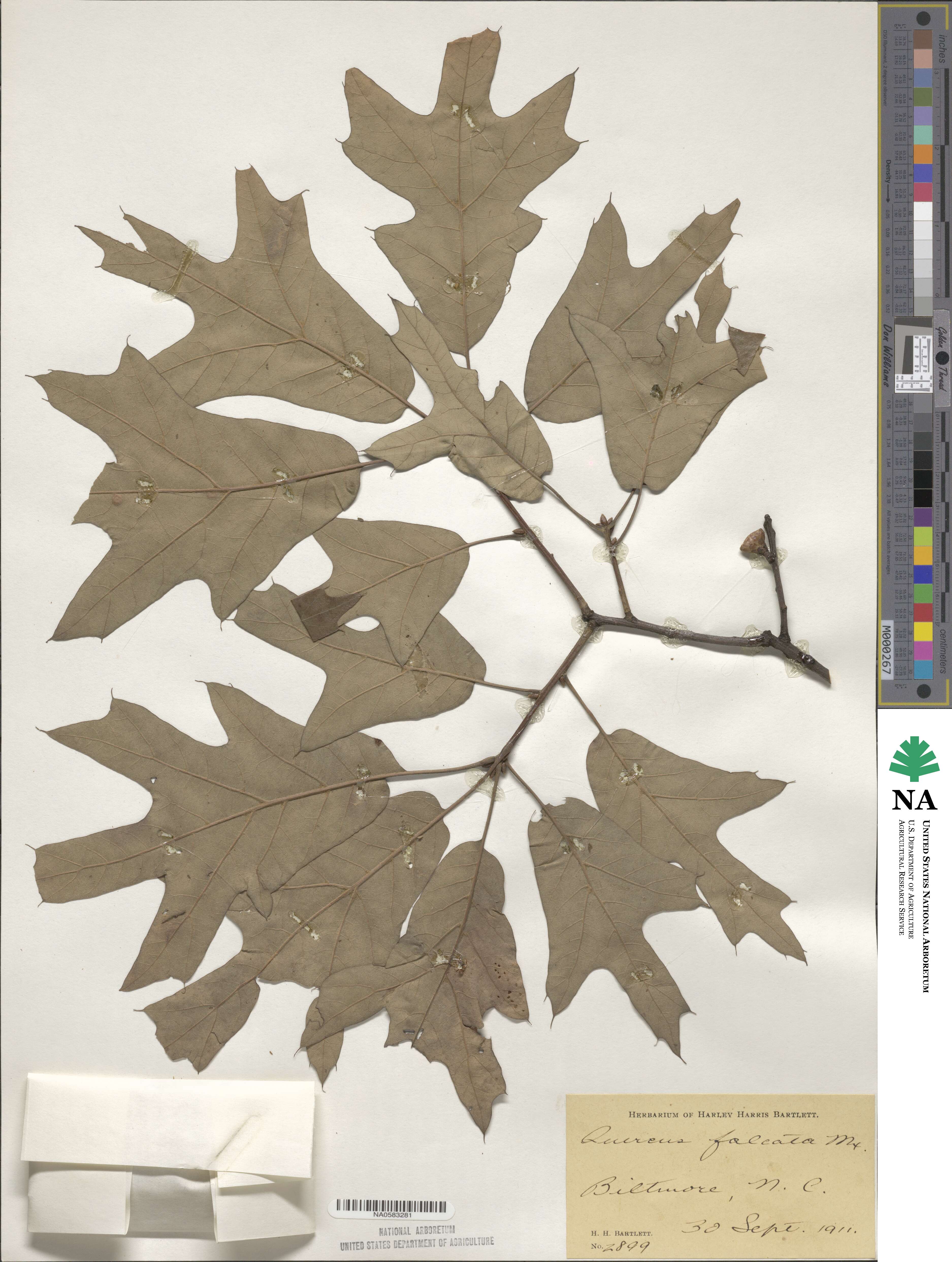 Quercus falcata image