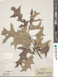 Quercus falcata image