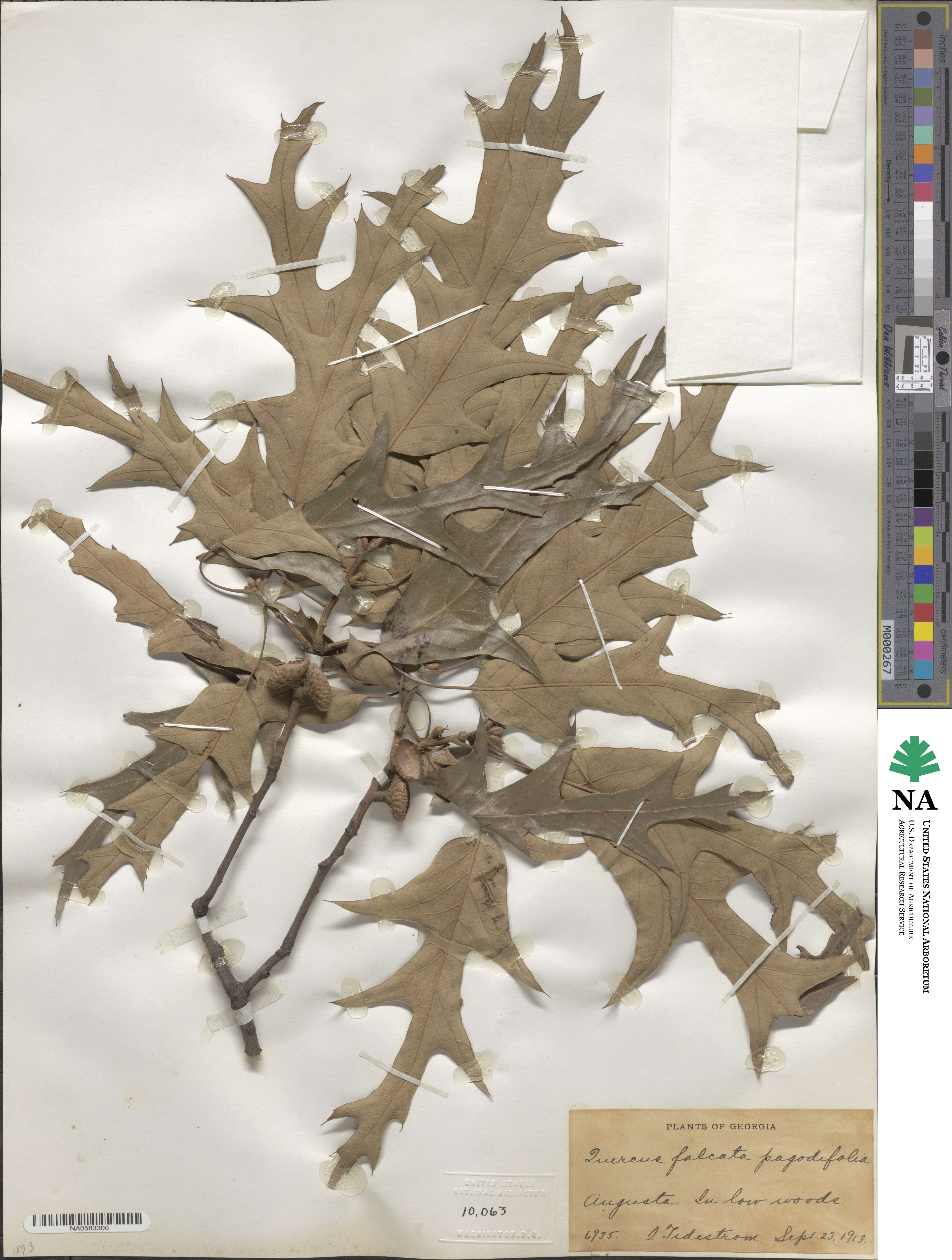 Quercus pagoda image