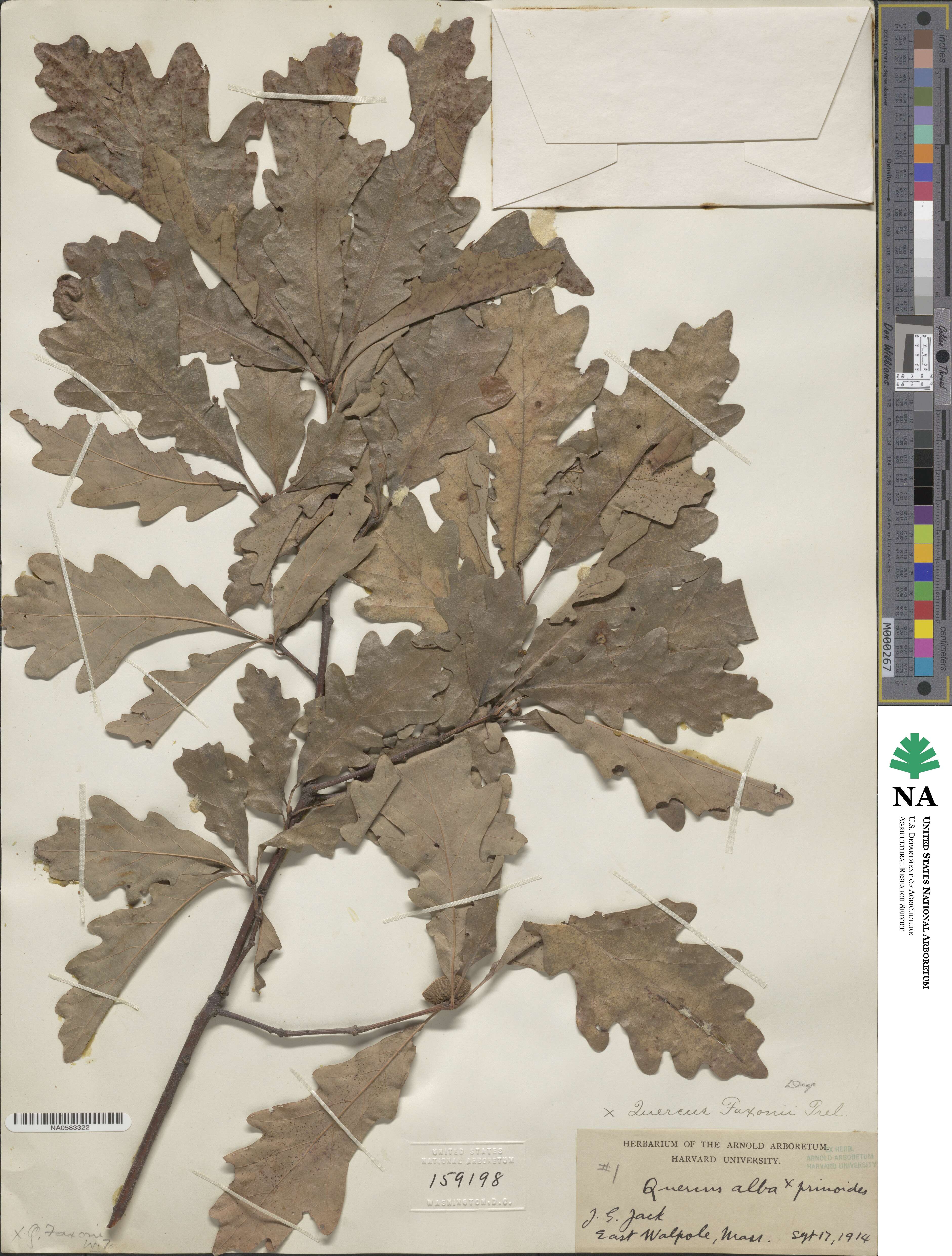 Quercus × faxonii image