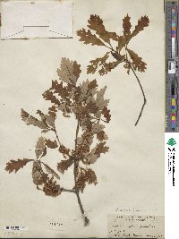 Quercus × faxonii image