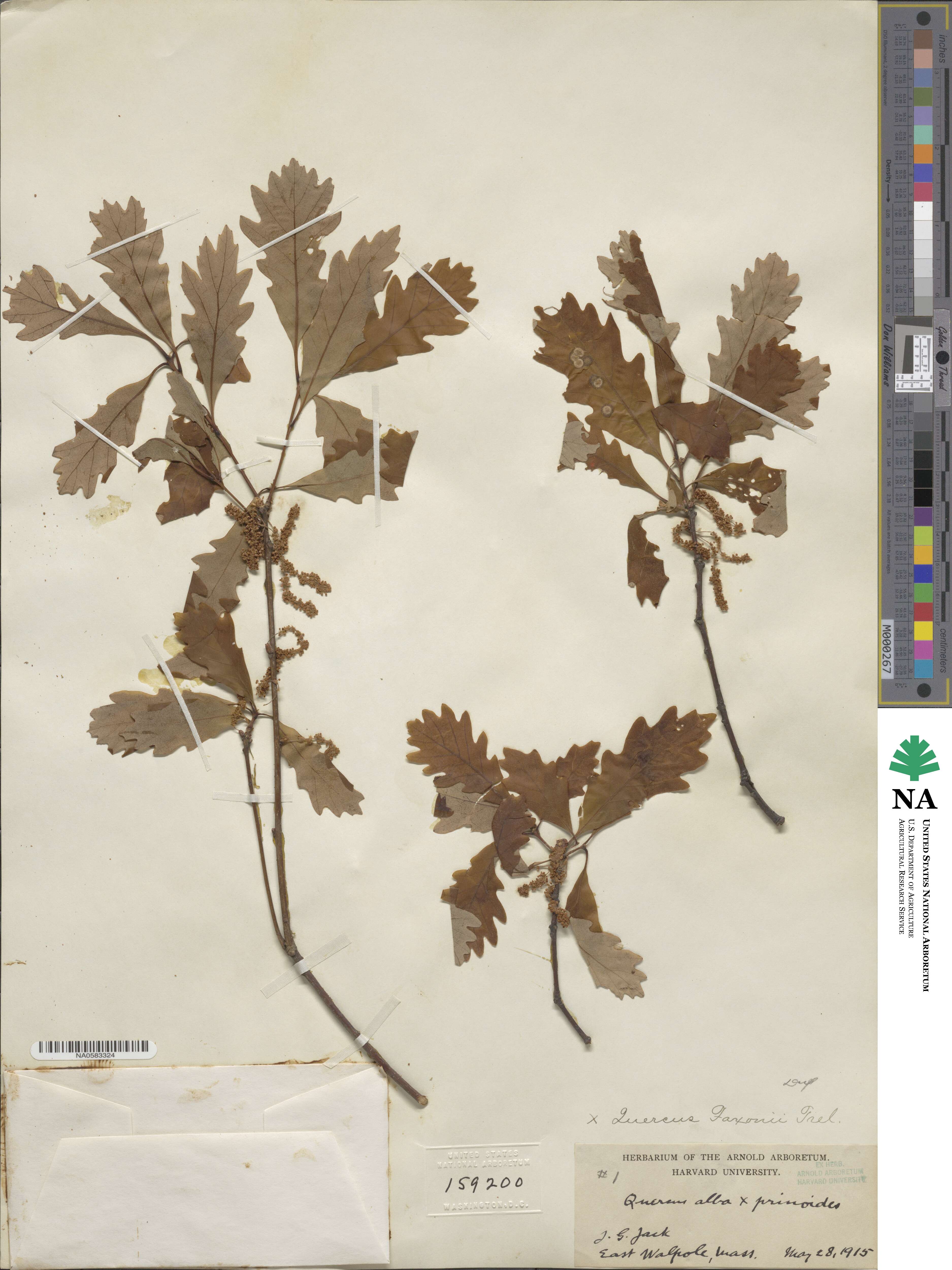 Quercus × faxonii image