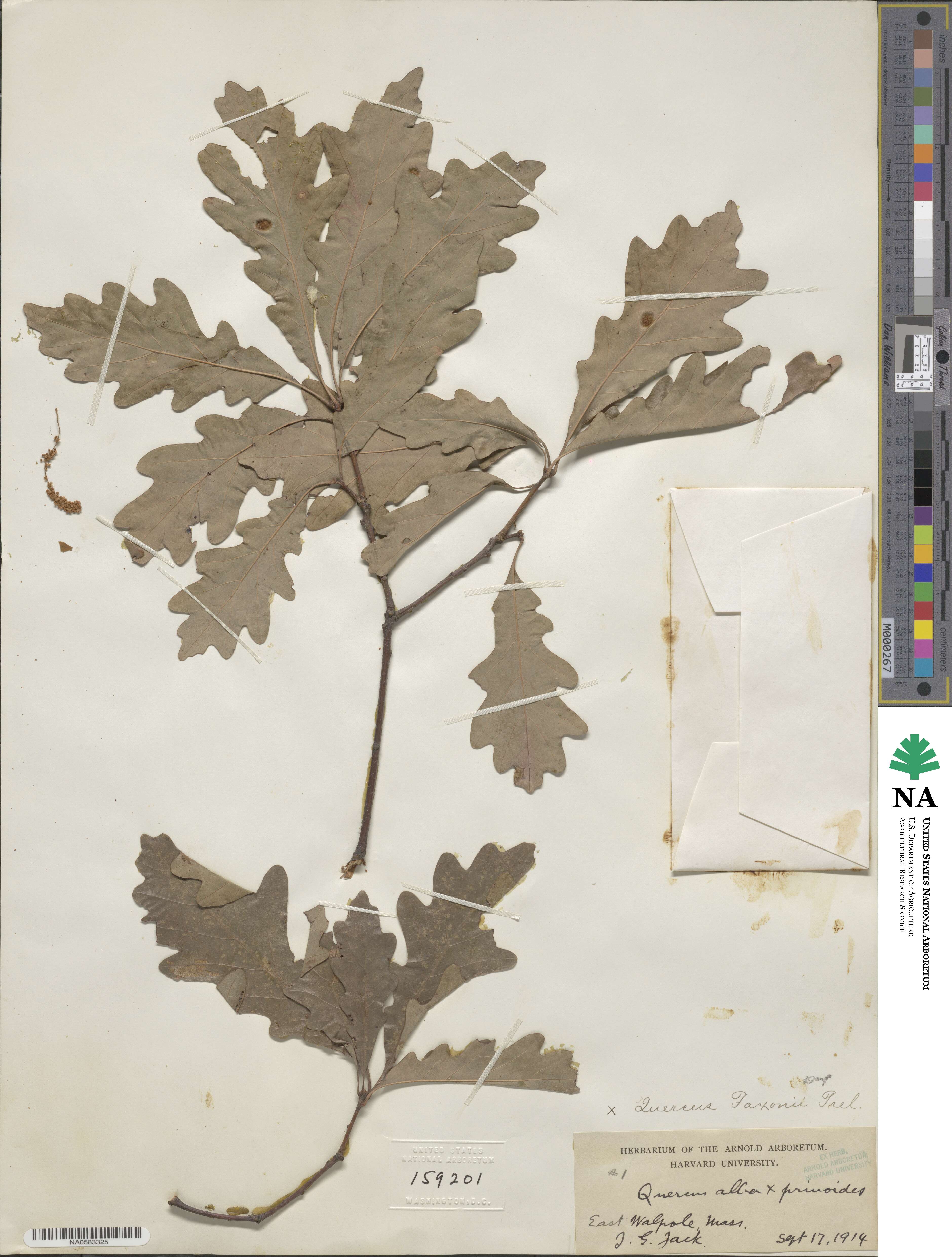 Quercus × faxonii image