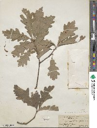 Quercus × faxonii image