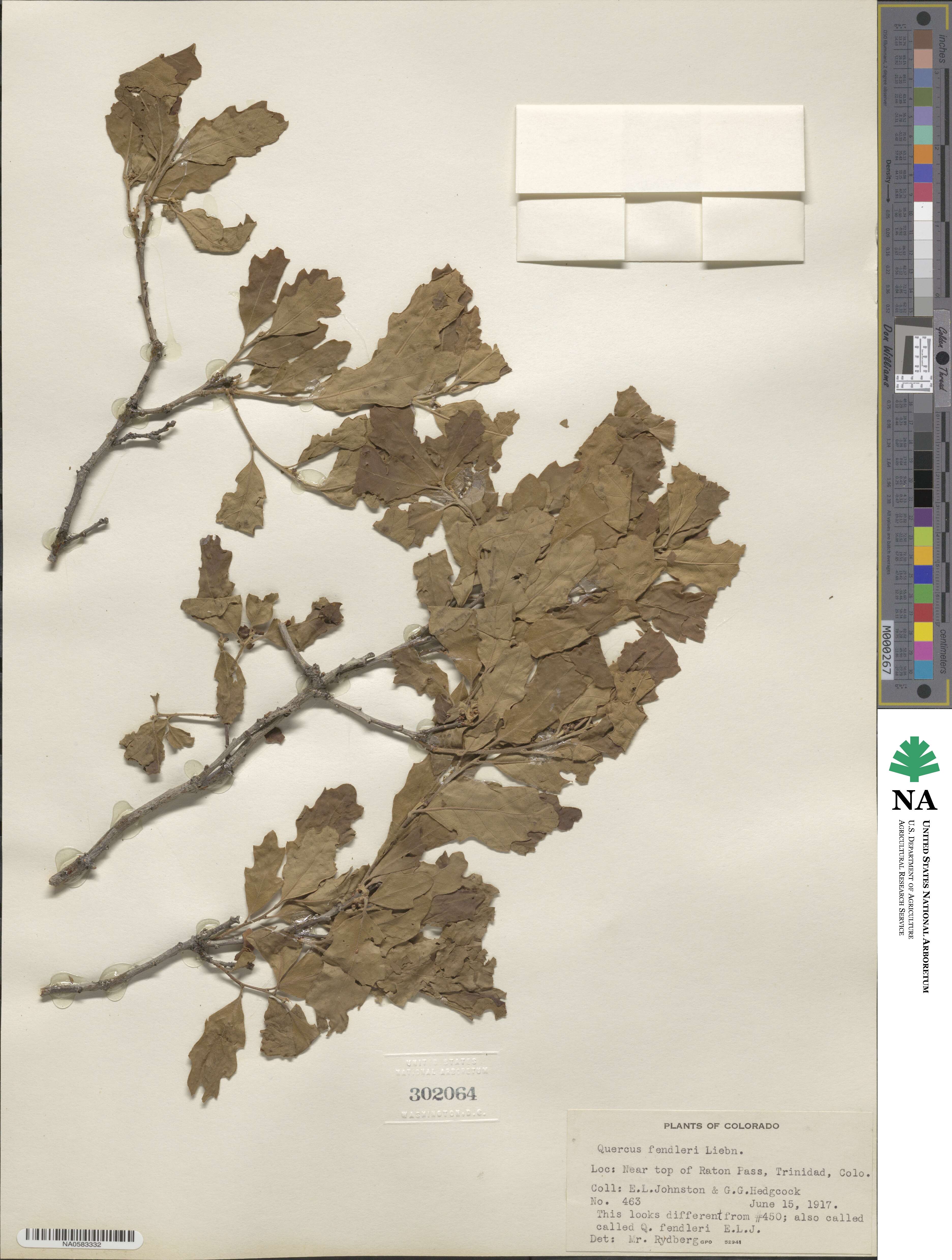 Quercus fendleri image