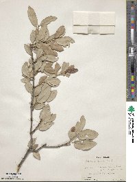 Quercus fusiformis image