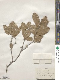 Quercus fusiformis image