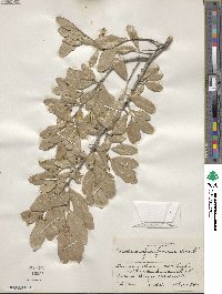 Quercus fusiformis image