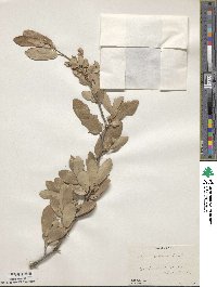 Quercus fusiformis image