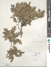 Quercus gambelii image