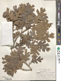 Quercus gambelii image