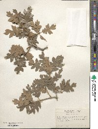 Quercus gambelii image