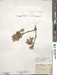 Quercus gambelii image