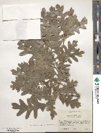 Quercus gambelii image