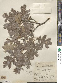 Quercus gambelii image