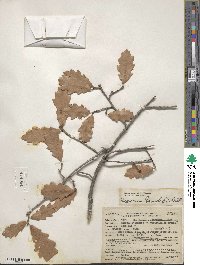 Quercus gambelii image