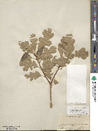 Quercus gambelii image