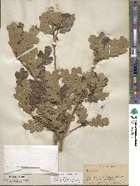 Quercus gambelii image