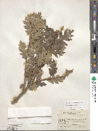 Quercus gambelii image