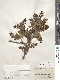 Quercus gambelii image