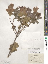 Quercus gambelii image