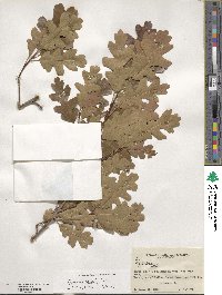 Quercus gambelii image