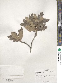 Quercus gambelii image