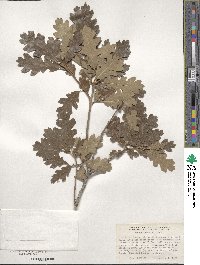 Quercus gambelii image