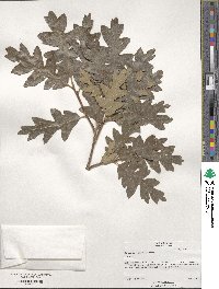 Quercus gambelii image