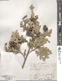 Quercus gambelii image