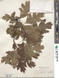 Quercus gambelii image