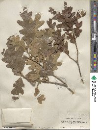 Quercus gambelii image