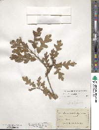 Quercus gambelii image