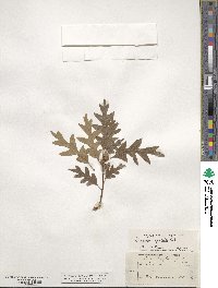 Quercus gambelii image