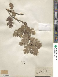 Quercus gambelii image