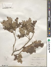 Quercus gambelii image