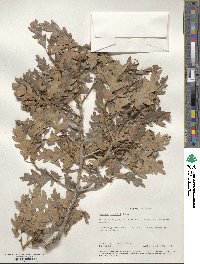 Quercus gambelii image