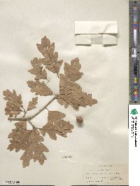 Quercus gambelii image